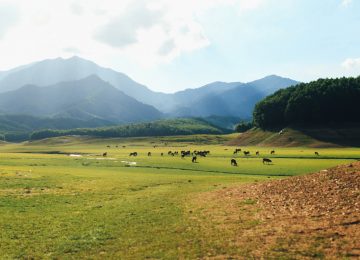 Hòa Vang